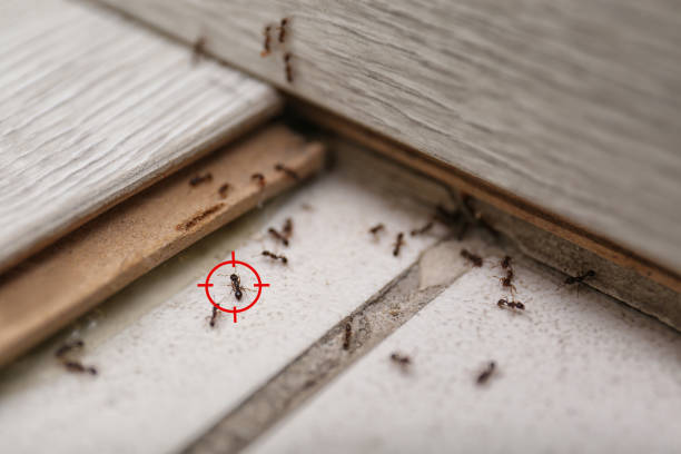 Best Best Pest Control Companies  in Kinder, LA